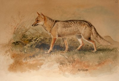 Zorro de Azara - Canis azarae de Joseph Wolf